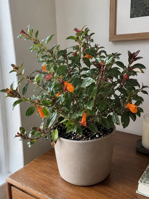 Goldfish Plant plant, image 1