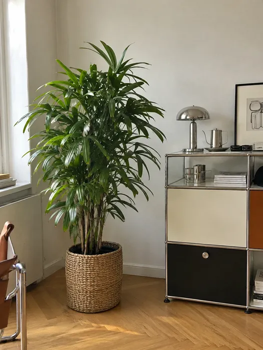 Lady Palm plant, image 1