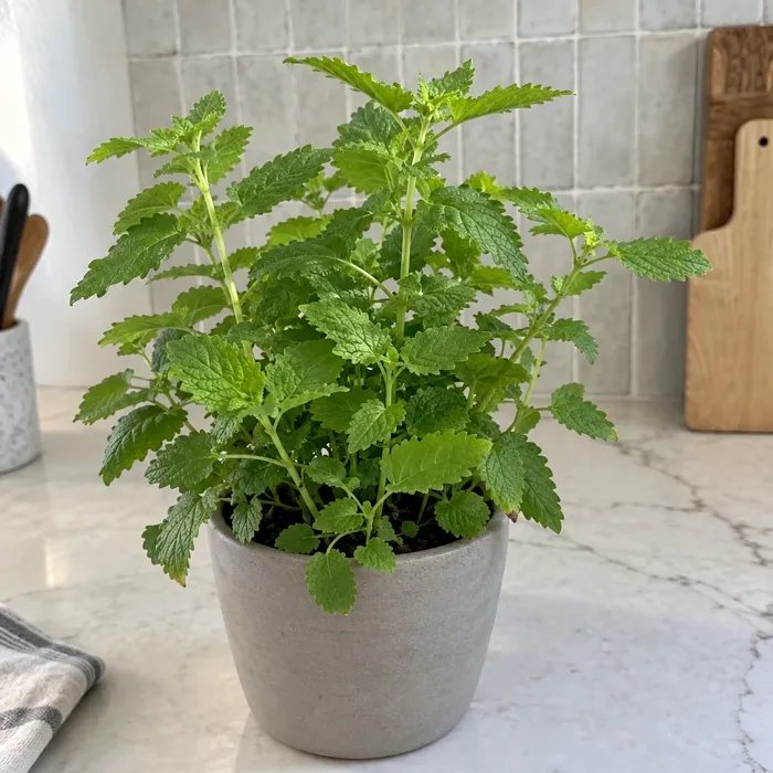 Lemon Balm plant, image 1