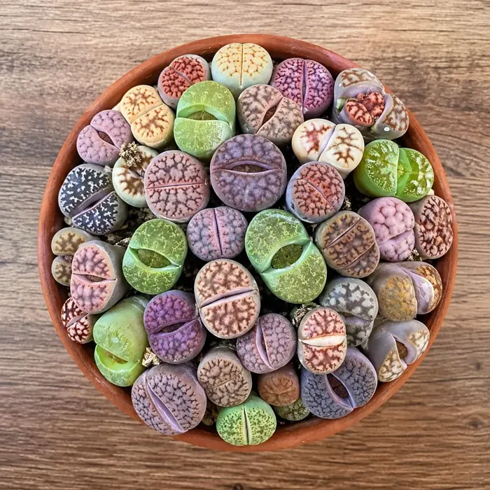 Living Stones plant, image 1