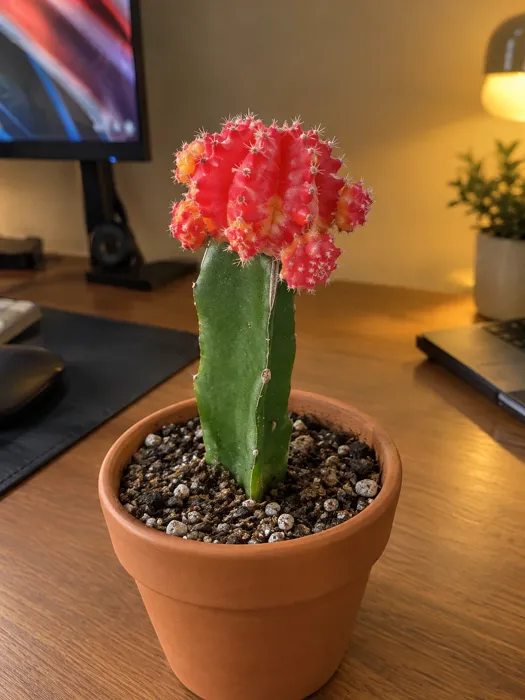 Moon Cactus plant, image 1