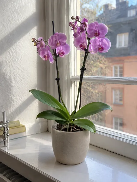 Moth Orchid plant, image 1
