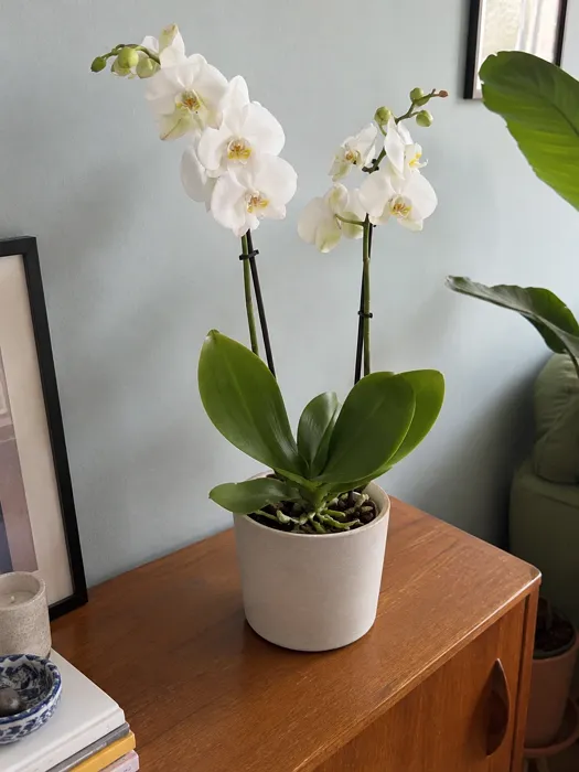 Moth Orchid plant, image 2