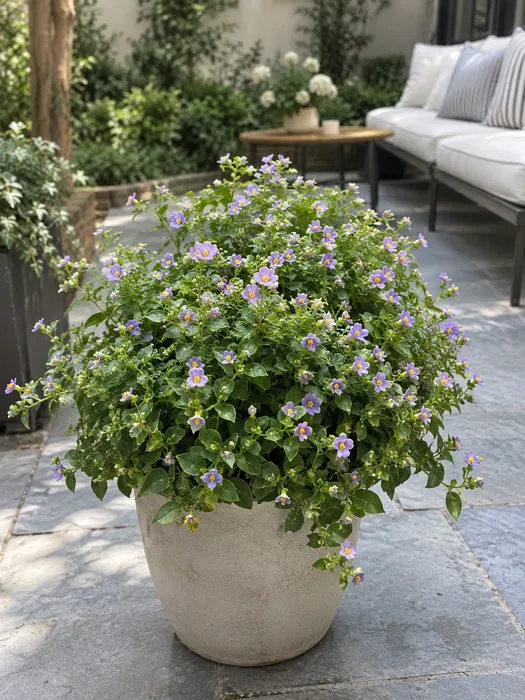 Persian Violet plant, image 1