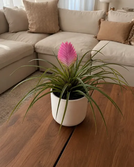 Pink Quill plant, image 1