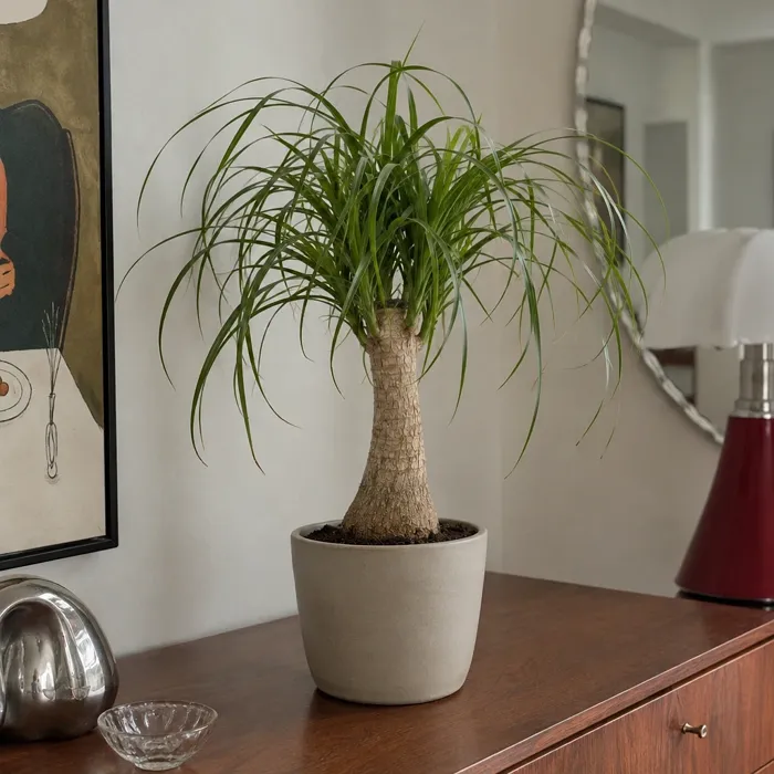 Ponytail Palm plant, image 1