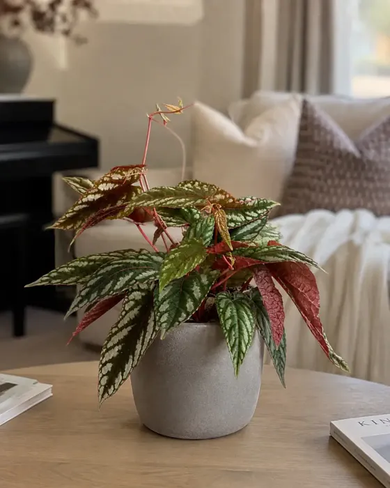 Rex Begonia Vine plant, image 1