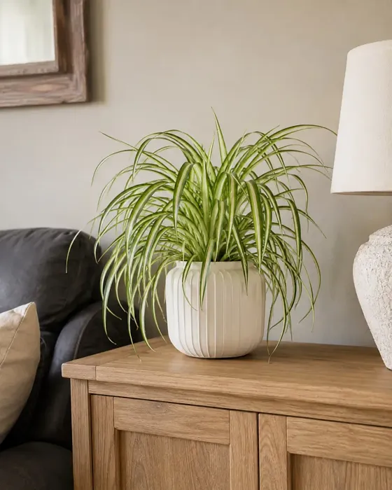 Spider Plant plant, image 1