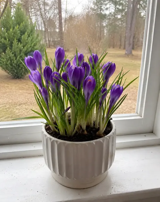 Spring Crocus plant, image 1