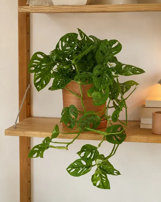 Swiss Cheese Vine plant, image 1