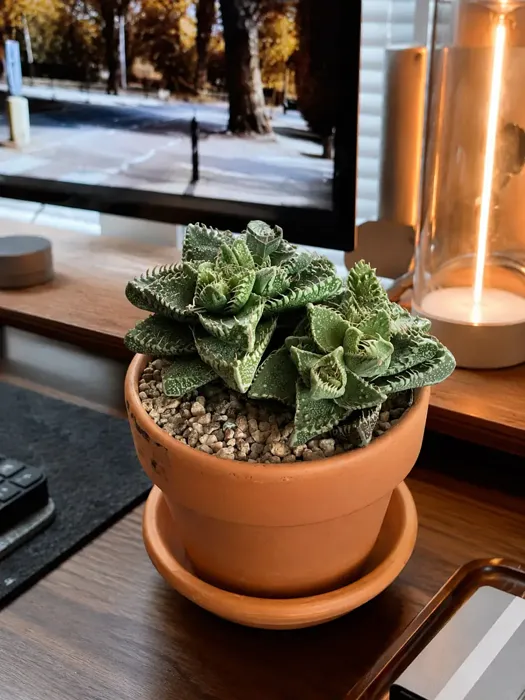 Tiger Jaws plant, image 1