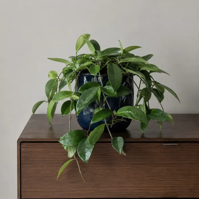 Wax Plant plant, image 1